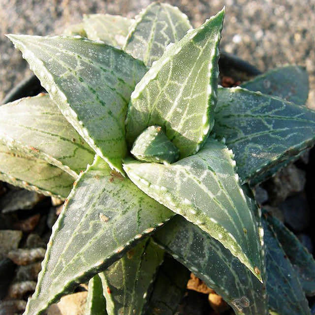Haworthia tessellata White Cottony Spots