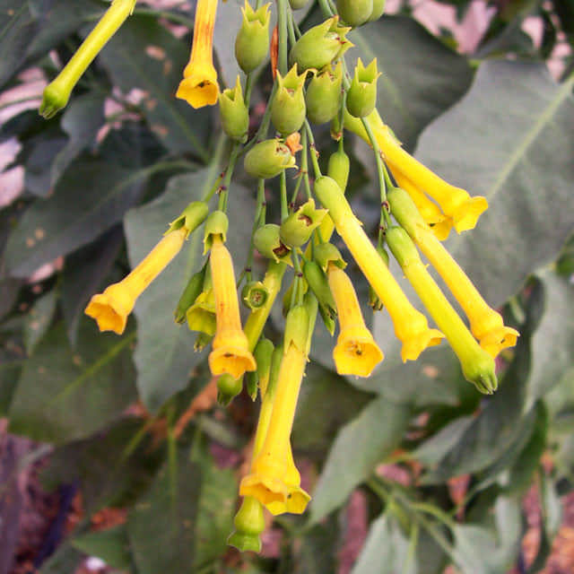 Nicotiana glauca