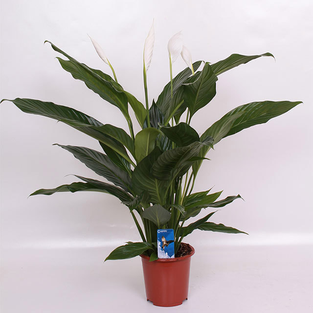 Spathiphyllum Bingo Cupido White Cottony Spots