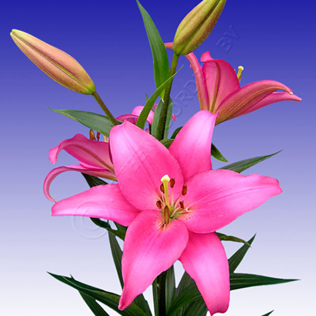Lilium LA Hybride Merlet Fine Webbing