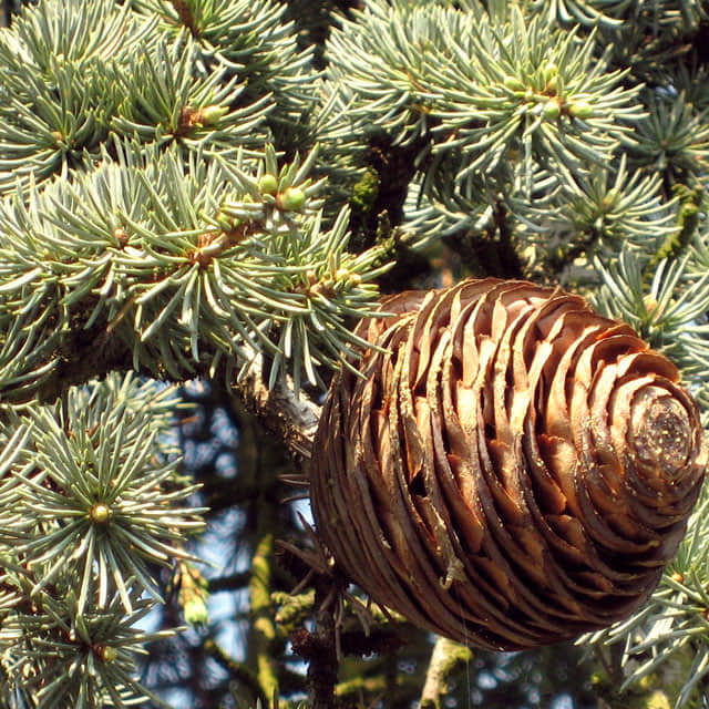 Cedrus libani