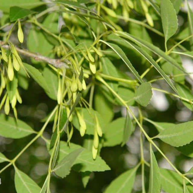 Fraxinus velutina