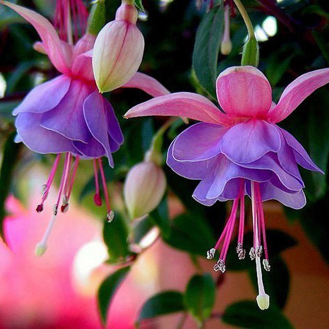 Fuchsia fulgens