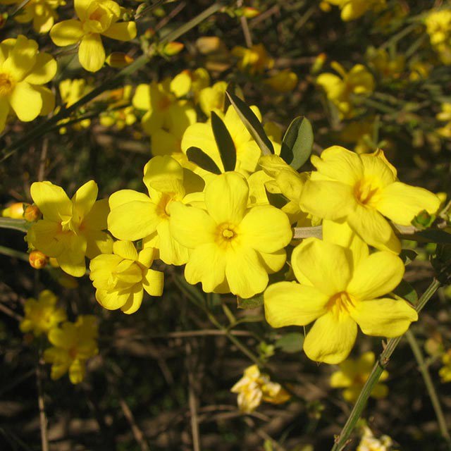 Jasminum nudiflorum