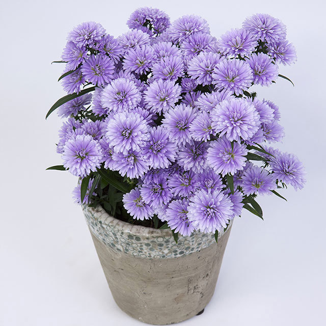 Chrysanthemum Sunrise Conchita Fine Webbing