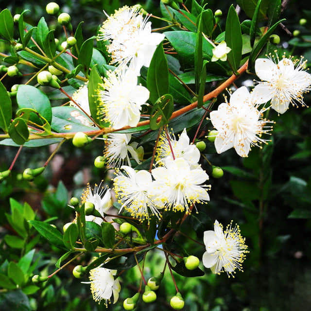 Myrtus communis