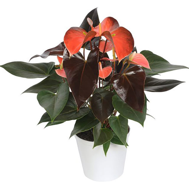 Anthurium andraeanum Rainbow Champion