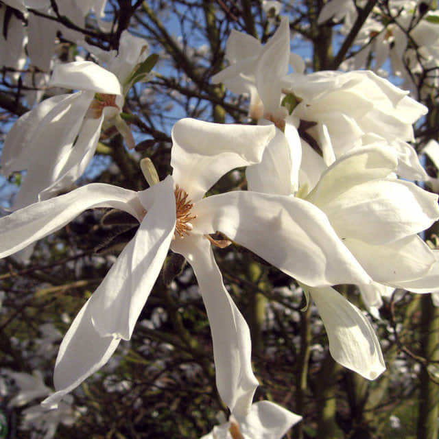 Magnolia salicifolia