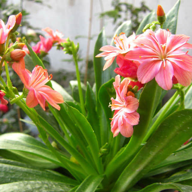 Lewisia columbiana