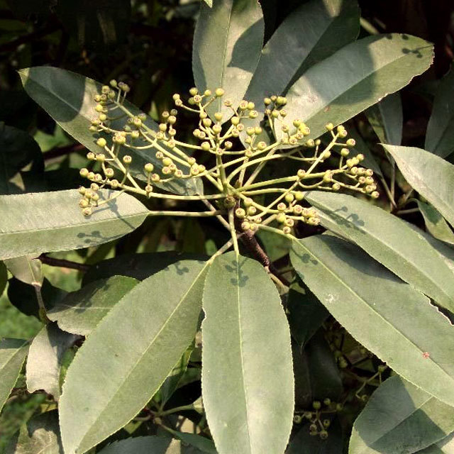 Oxydendrum arboreum