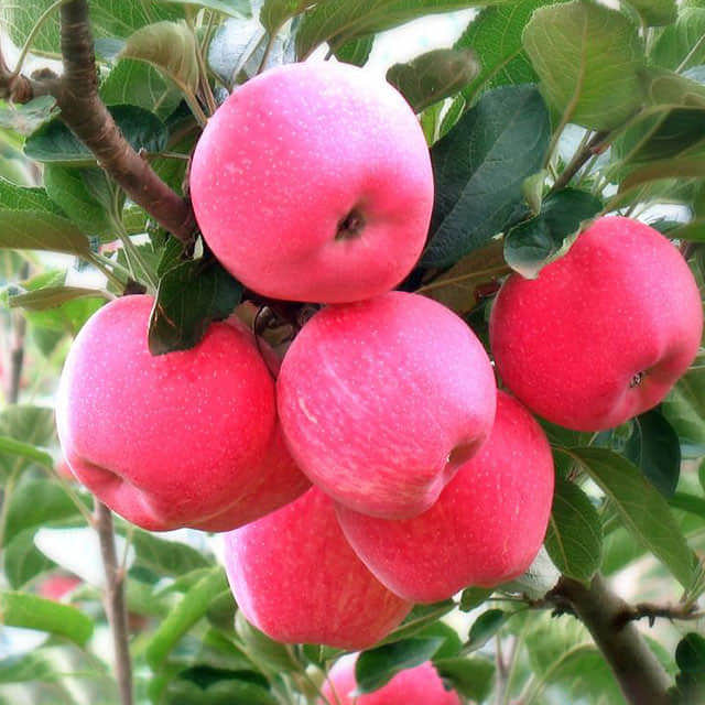 Malus domestica Jonagold