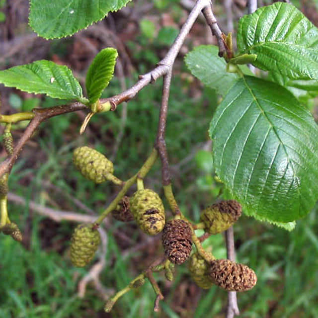 Alnus rhombifolia