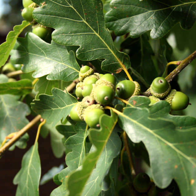 Quercus petraea