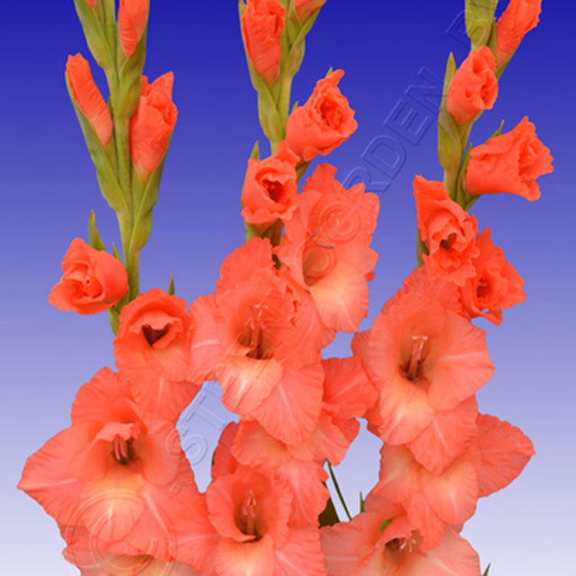 Gladiolus Spice and Span