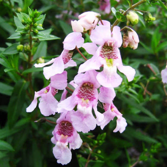 Angelonia angustifolia