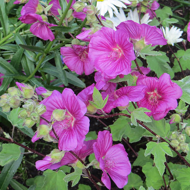 Lavatera maritima
