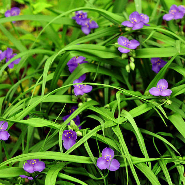Tradescantia virginiana