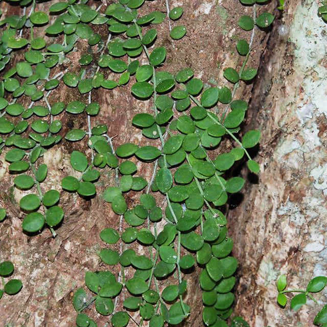 Dischidia