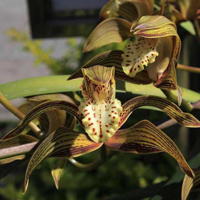 Cymbidium Tracyanum