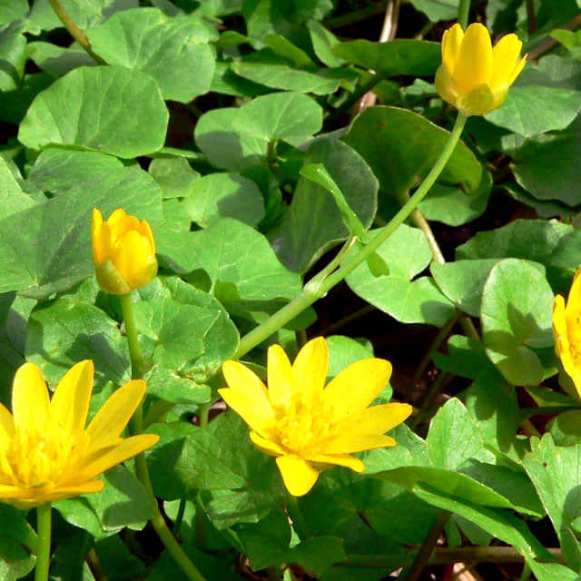 Ranunculus ficaria