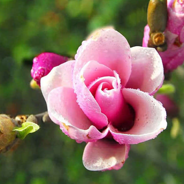 Magnolia sprengeri
