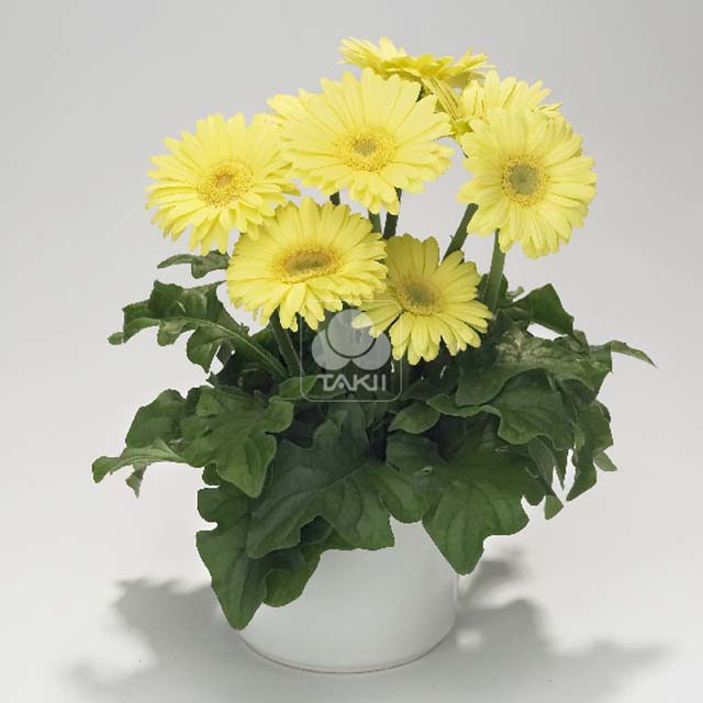 Gerbera jamesonii Royal Mini lime yellow Brown Leaf Tips