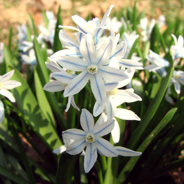 Puschkinia scilloides