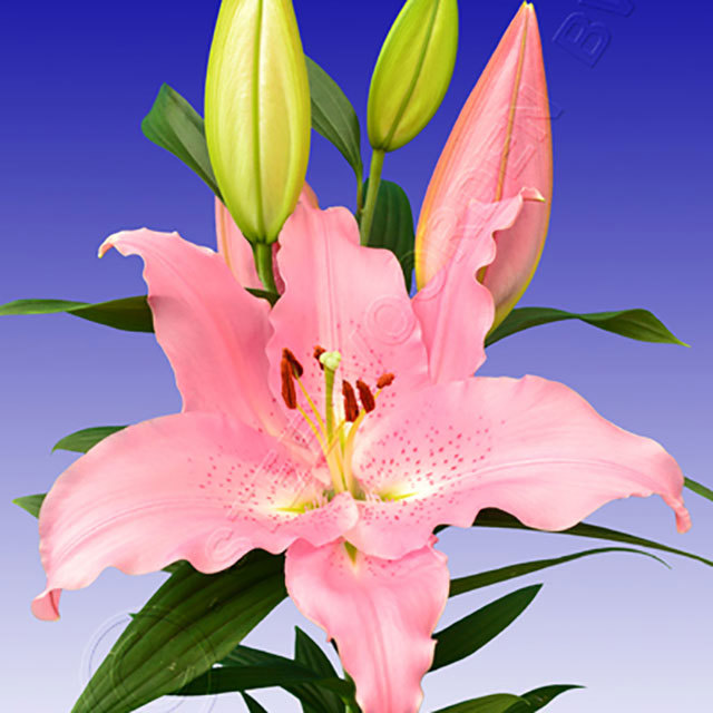 Lilium orientalis Catemaco Sudden Leaf Drop