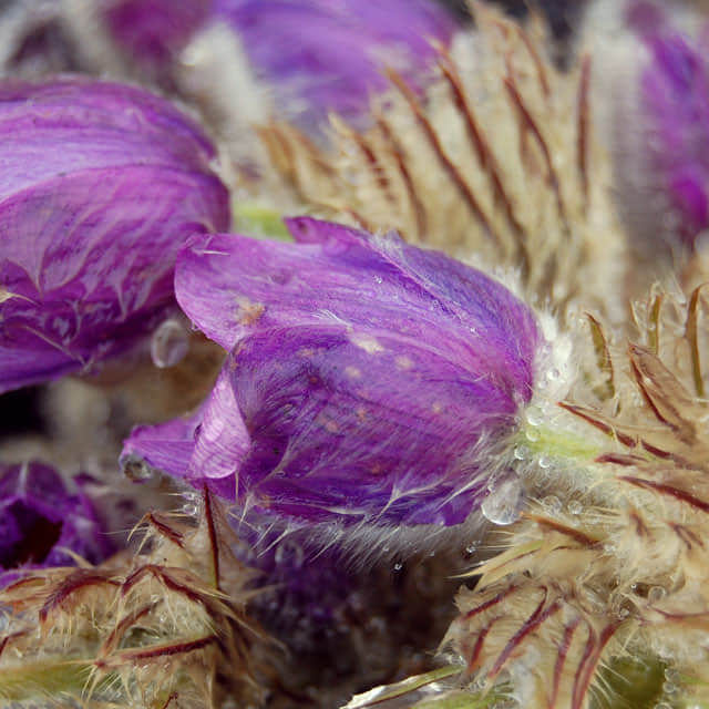 Pulsatilla vulgaris
