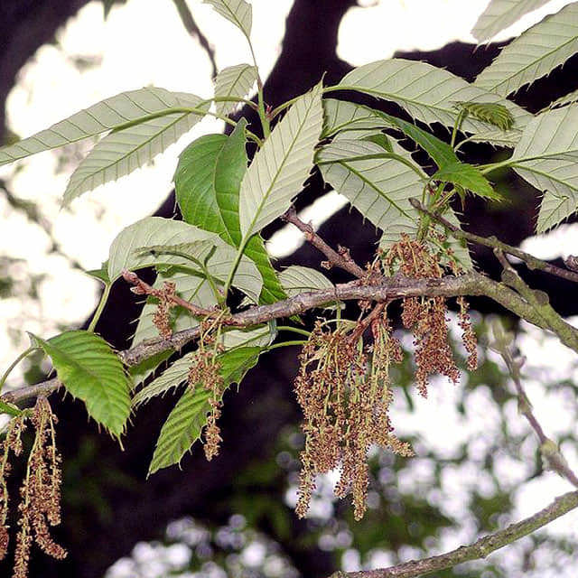 Quercus variabilis
