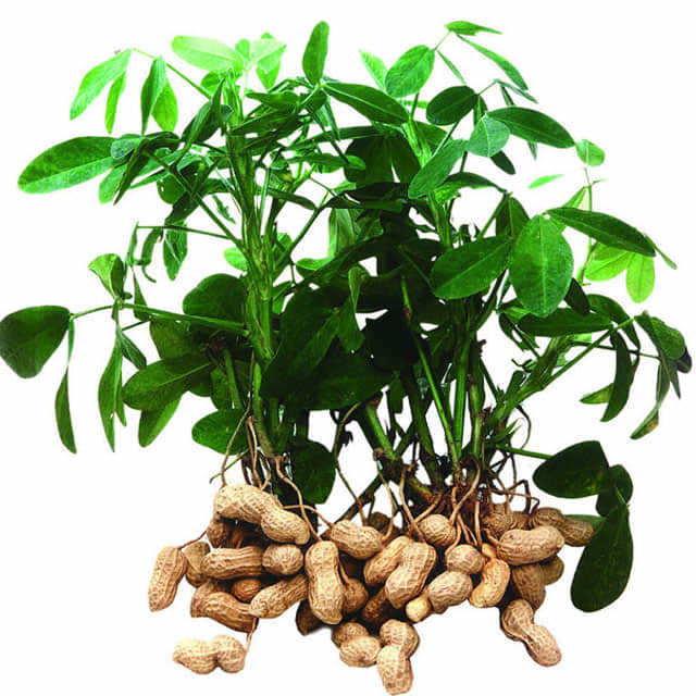 Arachis hypogaea Yellow Leaves
