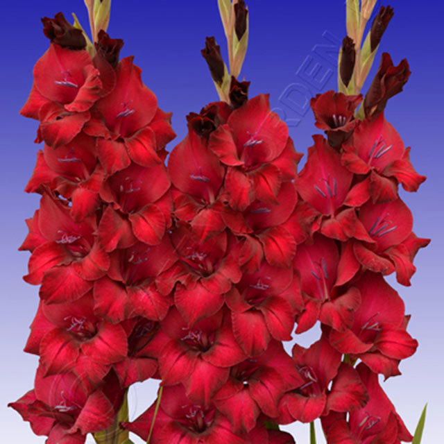 Gladiolus Black Star