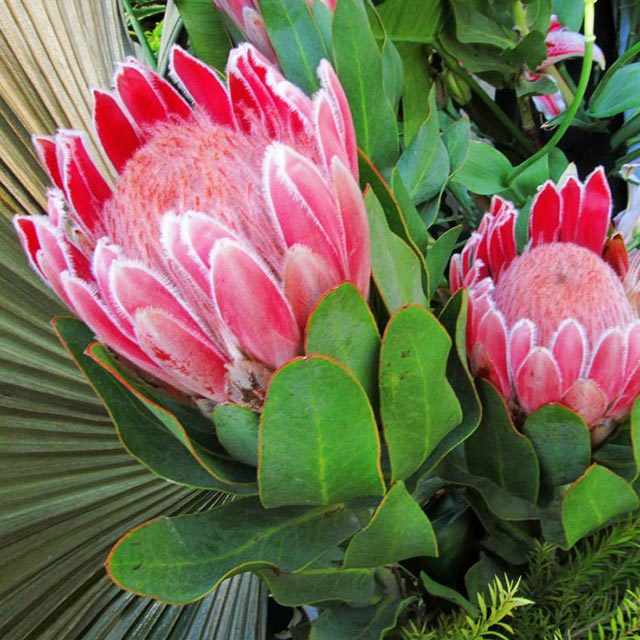 Protea cynaroides