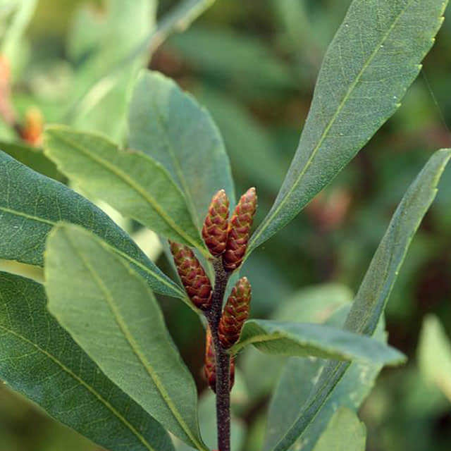 Myrica gale