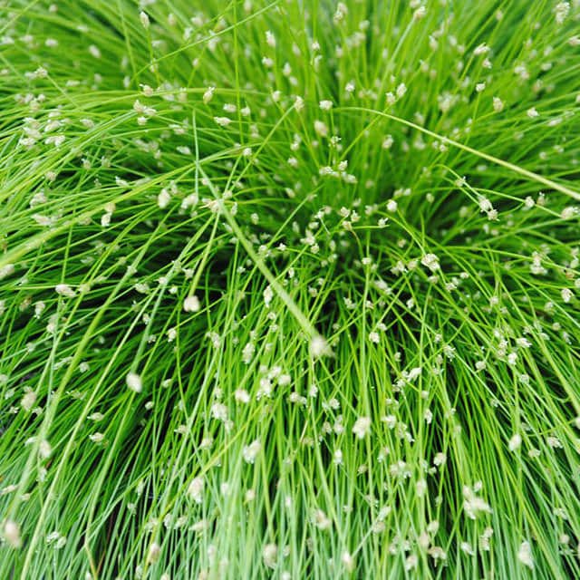 Selaginella cernua (Corrected from sclrpus)