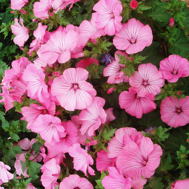 Lavatera thuringiaca