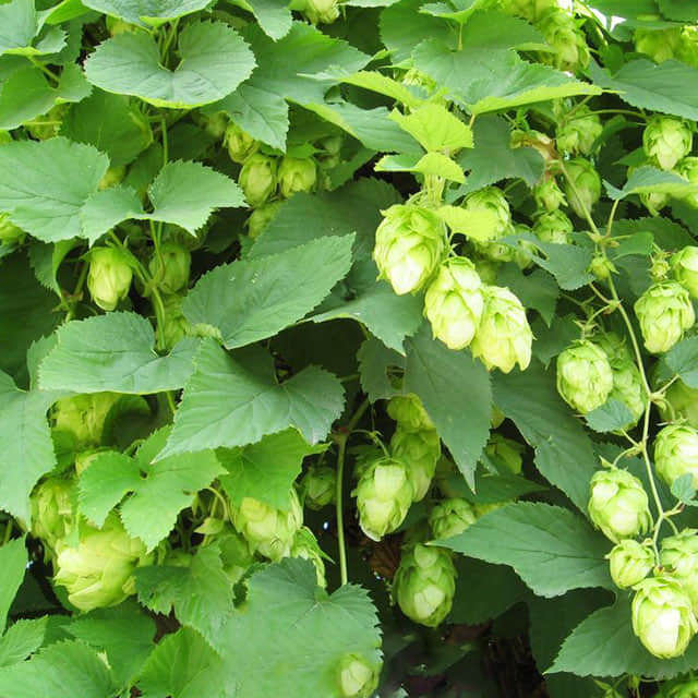 Humulus lupulus Cascade