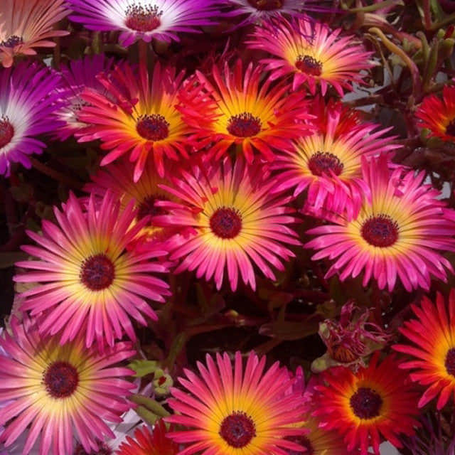 Dorotheanthus bellidiformis