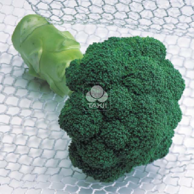 Broccoli Quinta F1