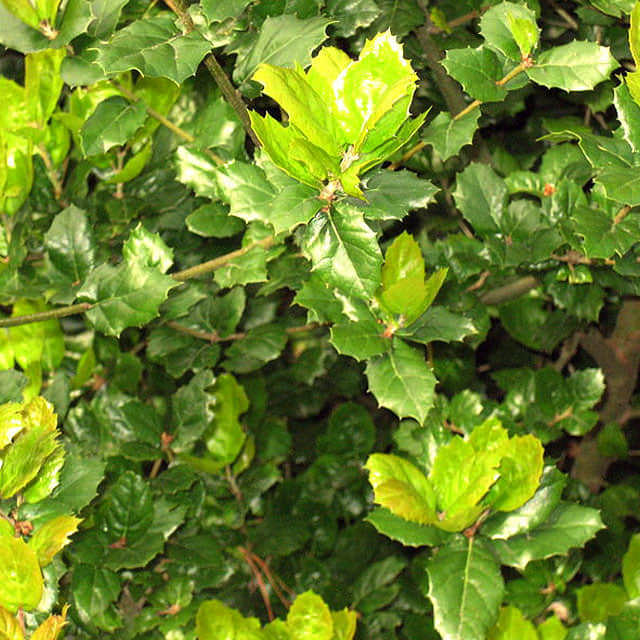 Quercus agrifolia