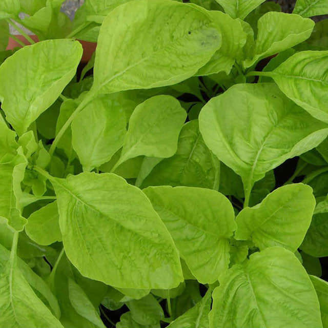 Amaranthus dubius