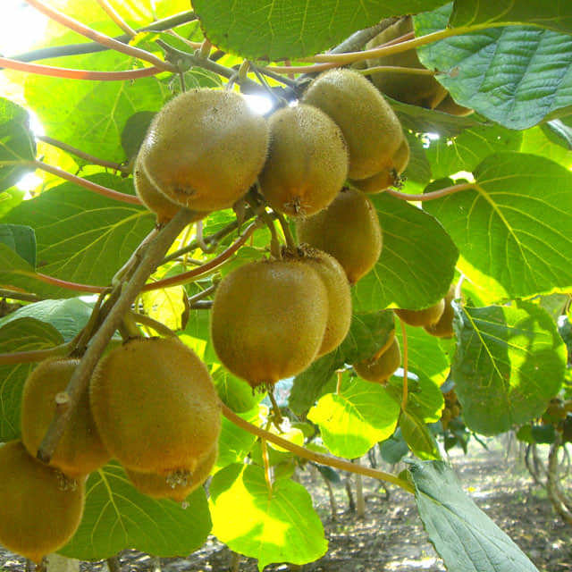 Actinidia chinensis
