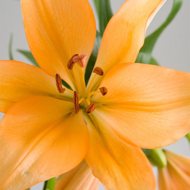 Lily LA Hybrid Orange Sudden Leaf Drop