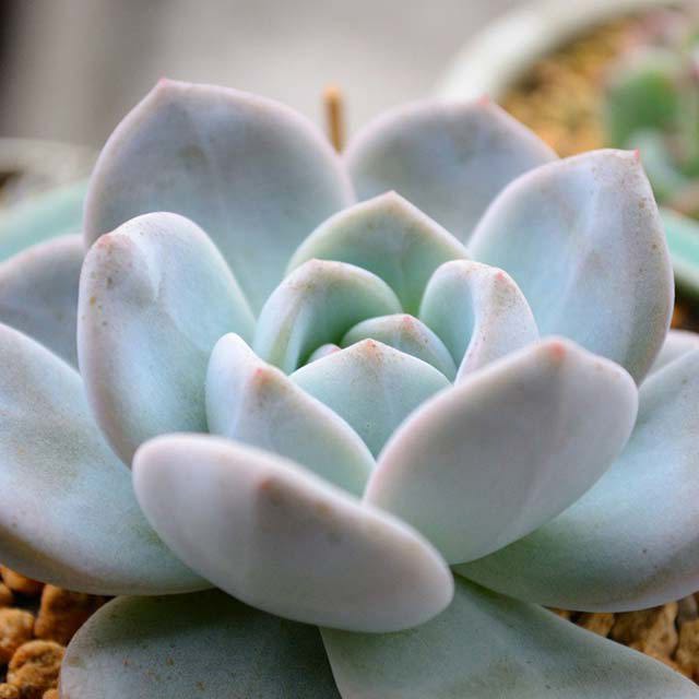 Echeveria laui x lindsayana Drooping Leaves
