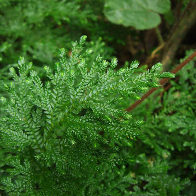 Selaginella uncinata