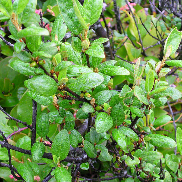 Shepherdia argentea