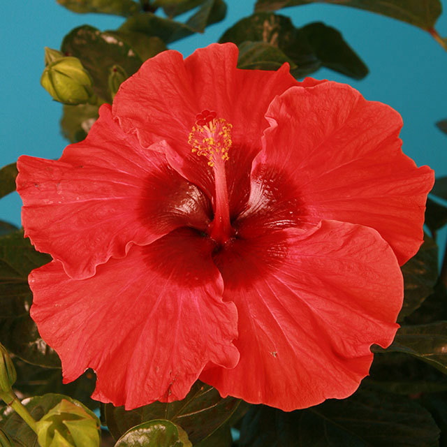 Hibiscus rosa sinensis Cheerleader Red Dark Eye Leggy Stems
