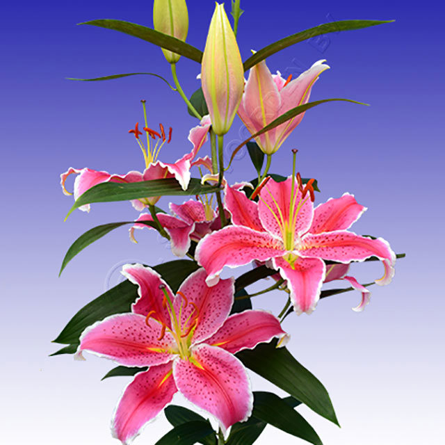 Lilium orientale La Mancha Sudden Leaf Drop