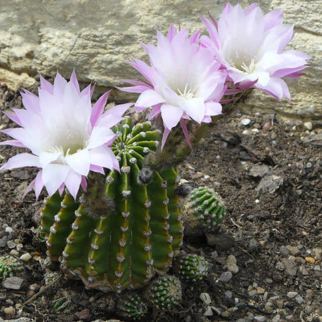 Echinopsis oxygona Macchie bianche cotonose