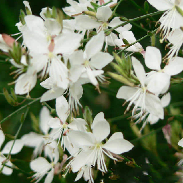 Gaura lindheimeri